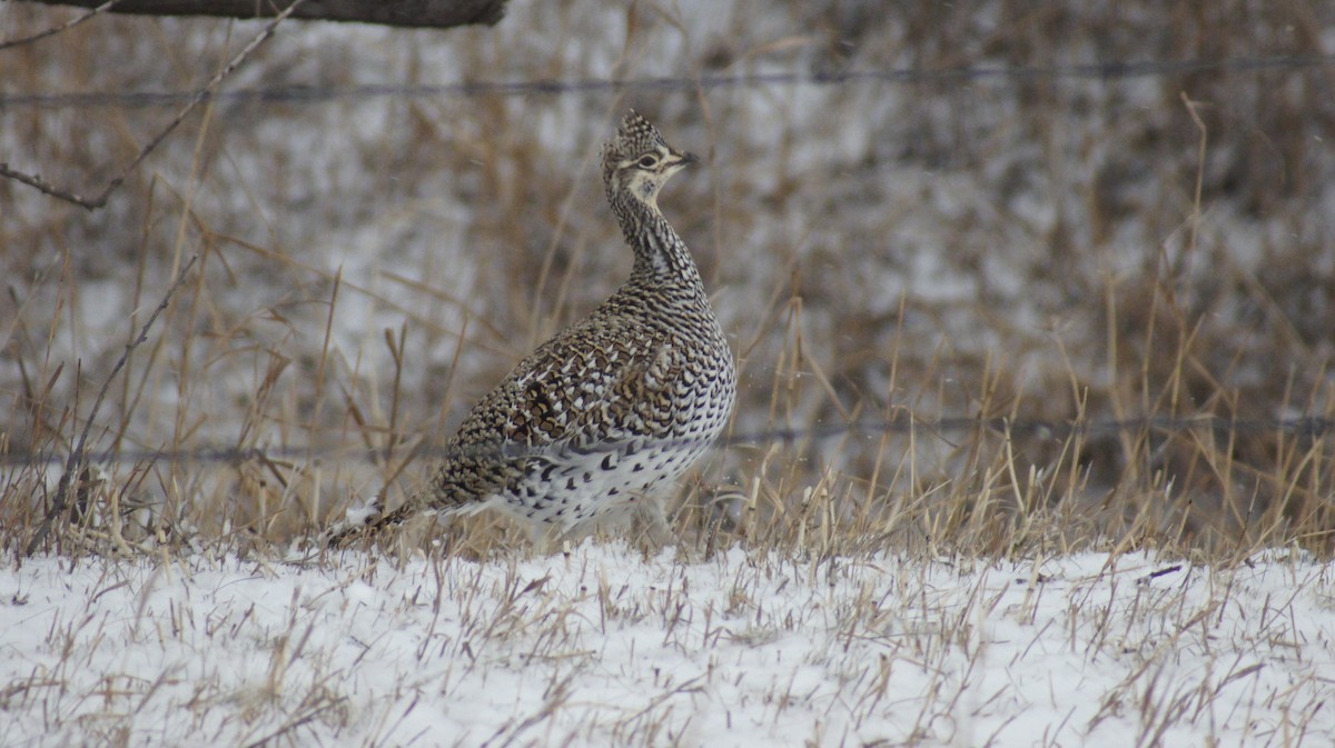 Sharp-tailed Grouse - Eric Vokes