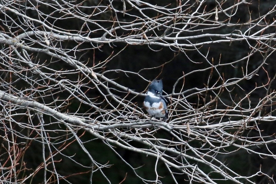 Belted Kingfisher - Brian White