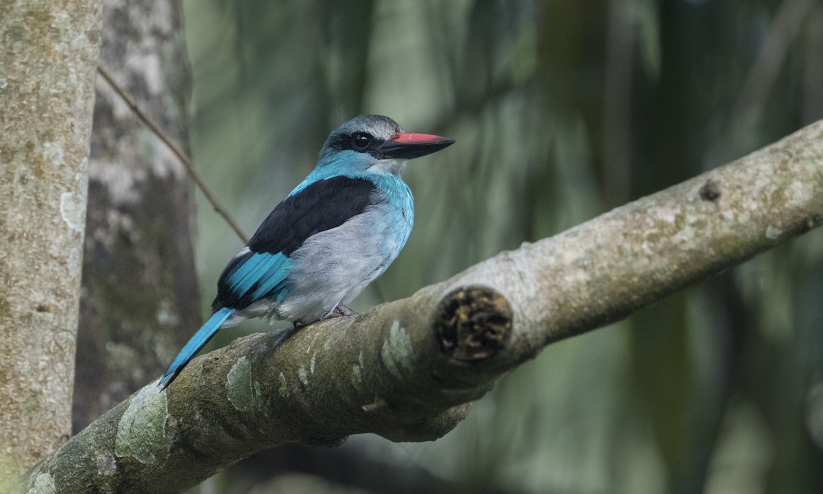 Blue-breasted Kingfisher - ML196868221