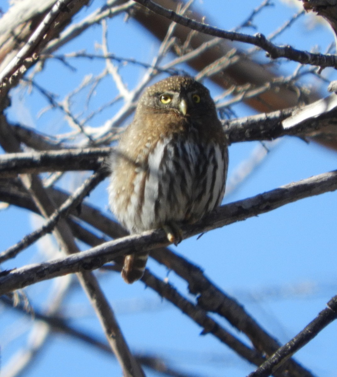 Northern Pygmy-Owl - ML196869251