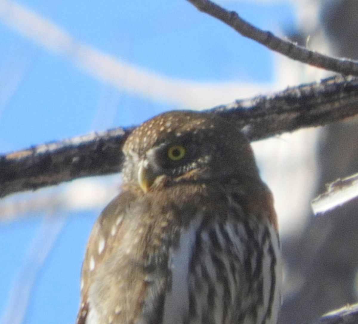 Northern Pygmy-Owl - ML196869341