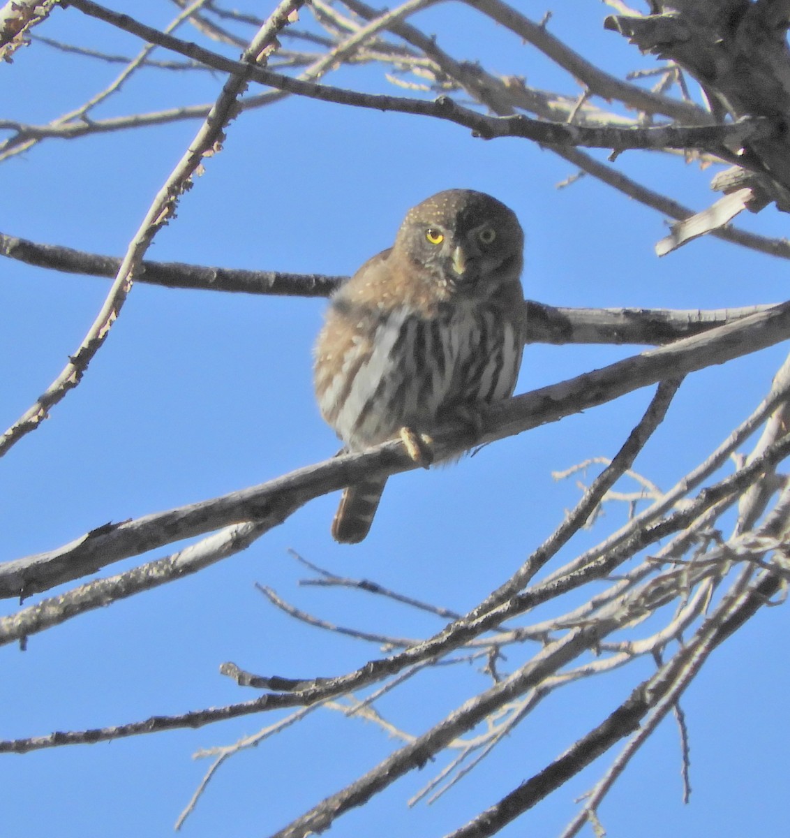 Northern Pygmy-Owl - ML196869361