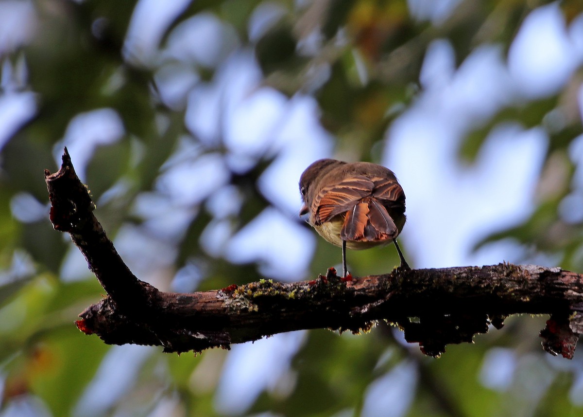Rufous-tailed Flycatcher - Noreen Baker