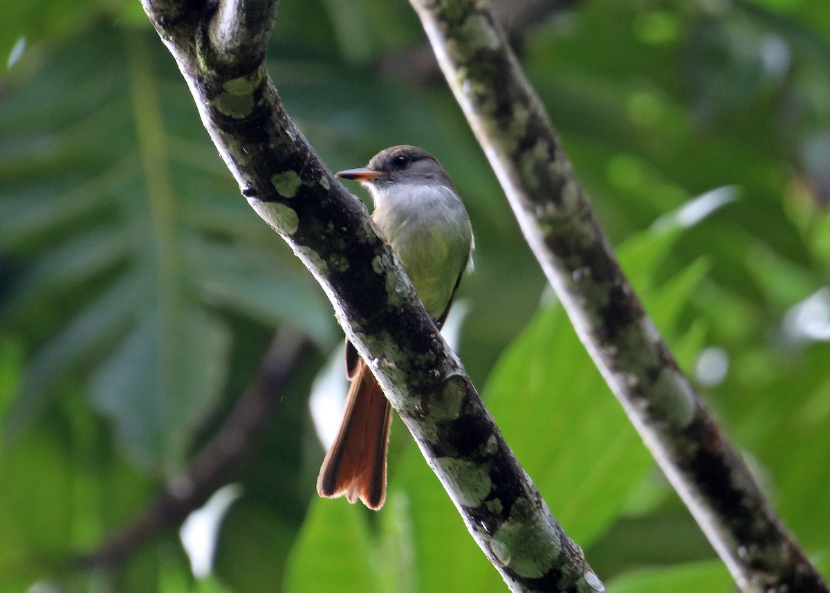 Rufous-tailed Flycatcher - ML196869481