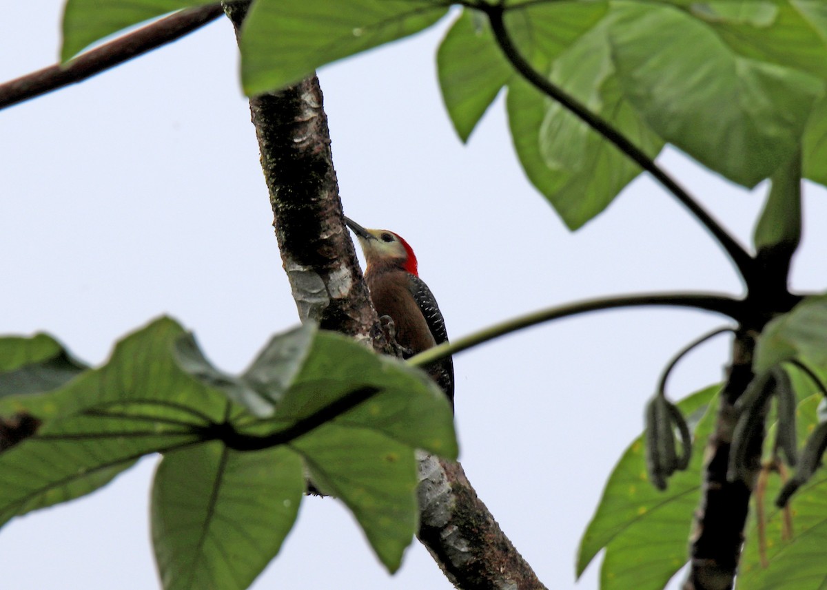 Jamaican Woodpecker - ML196869731