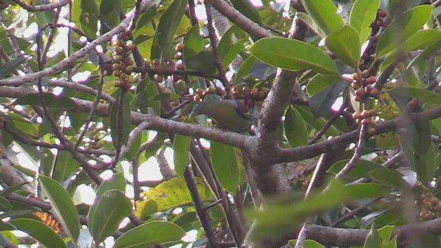 Thick-billed Green-Pigeon - ML196872261