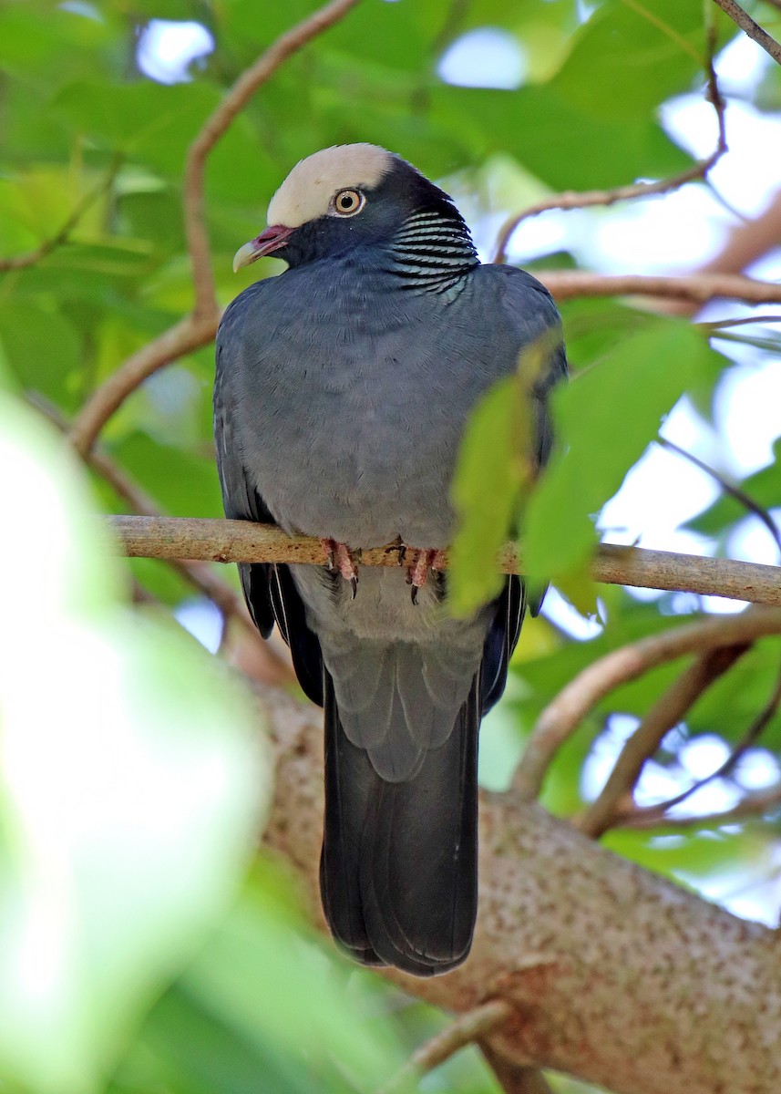 White-crowned Pigeon - Noreen Baker