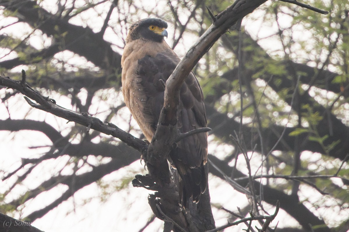 Crested Serpent-Eagle - ML196873741