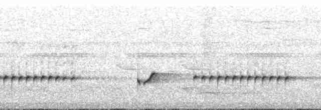 Trillerschneidervogel - ML196874