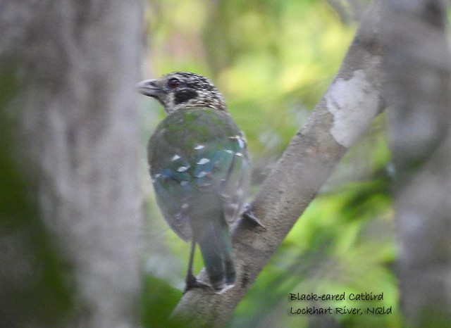 Burung-kucing Kuping-hitam - eBird