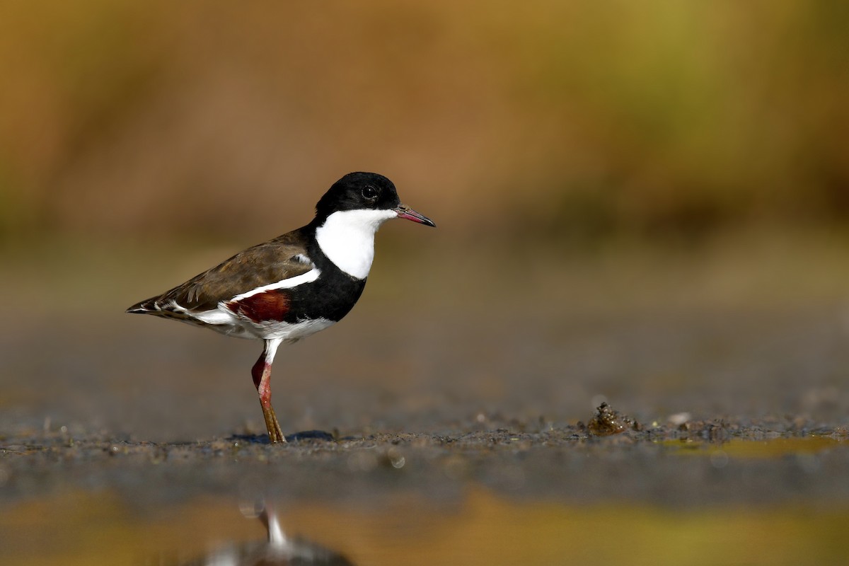 Red-kneed Dotterel - ML196881301