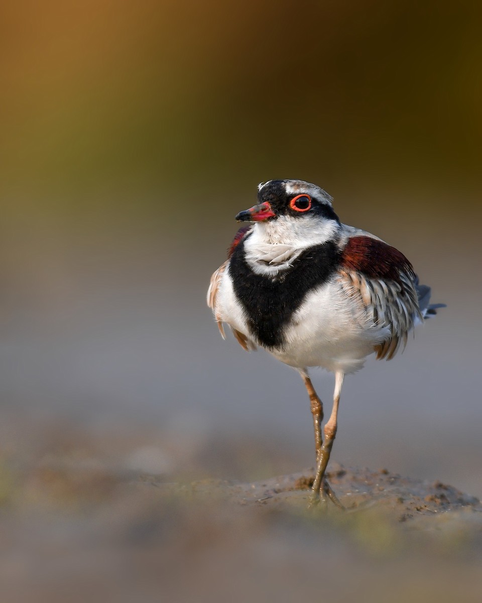 Black-fronted Dotterel - Lachlan Read