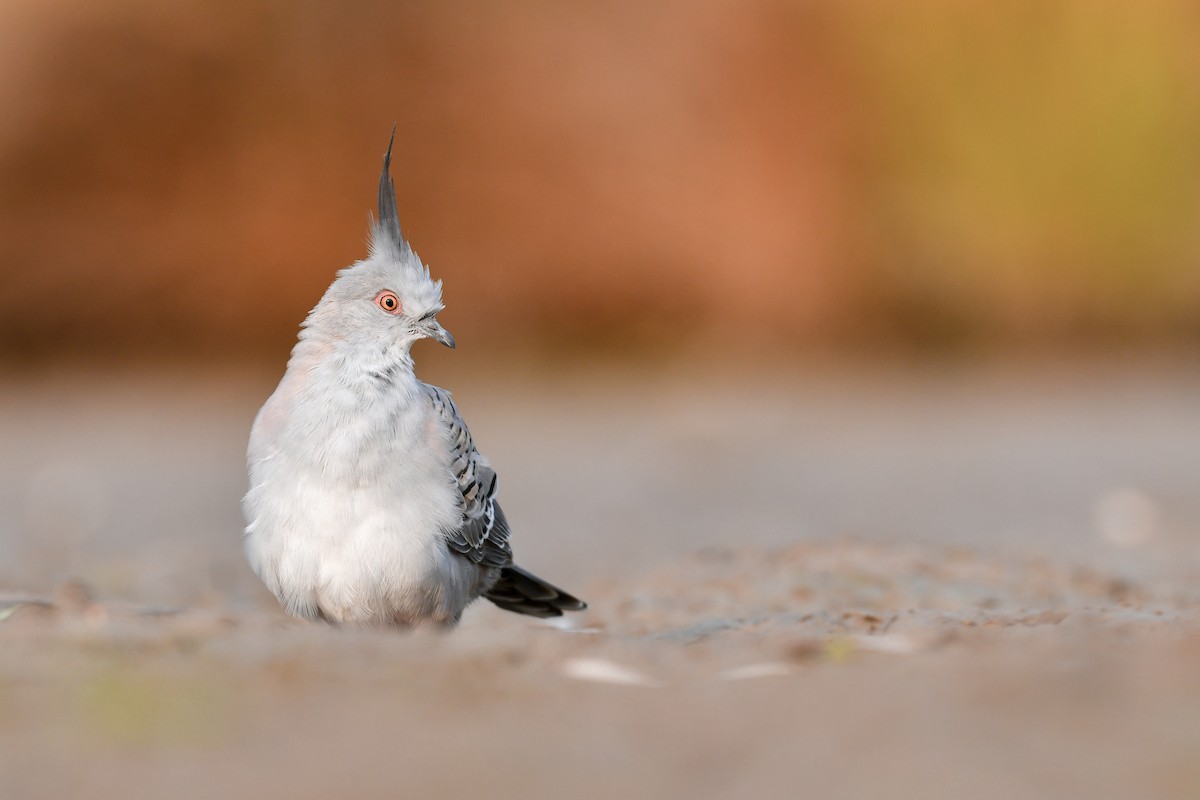 Crested Pigeon - ML196881711