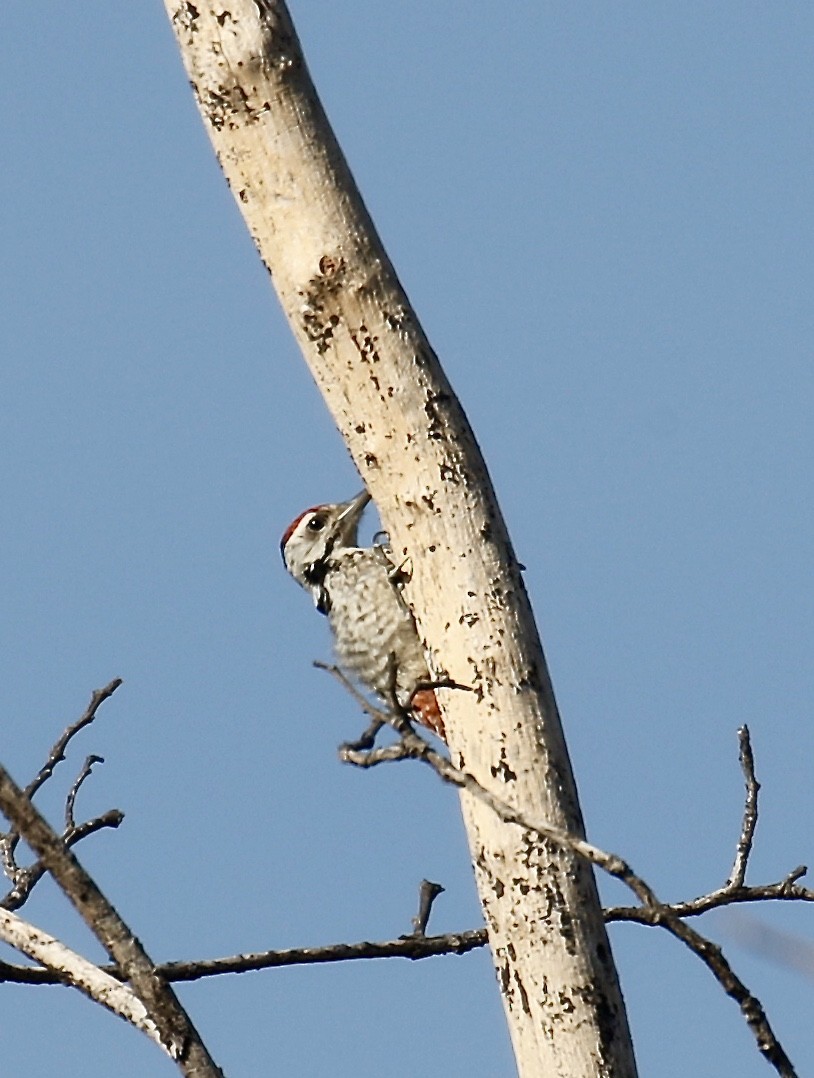 Freckle-breasted Woodpecker - ML196883901