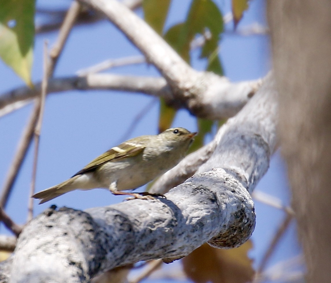 Yellow-browed Warbler - ML196883981