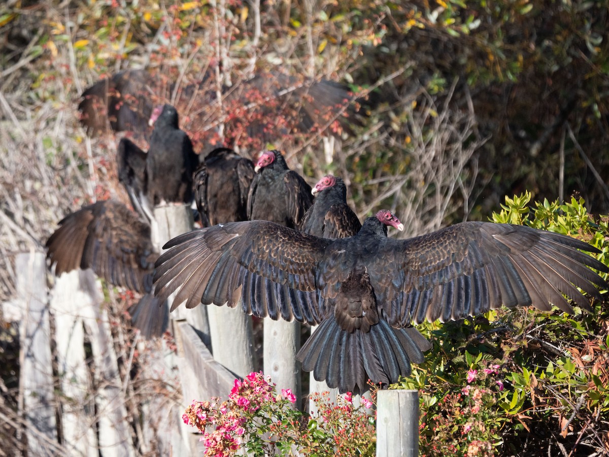 Turkey Vulture - Elizabeth Crouthamel
