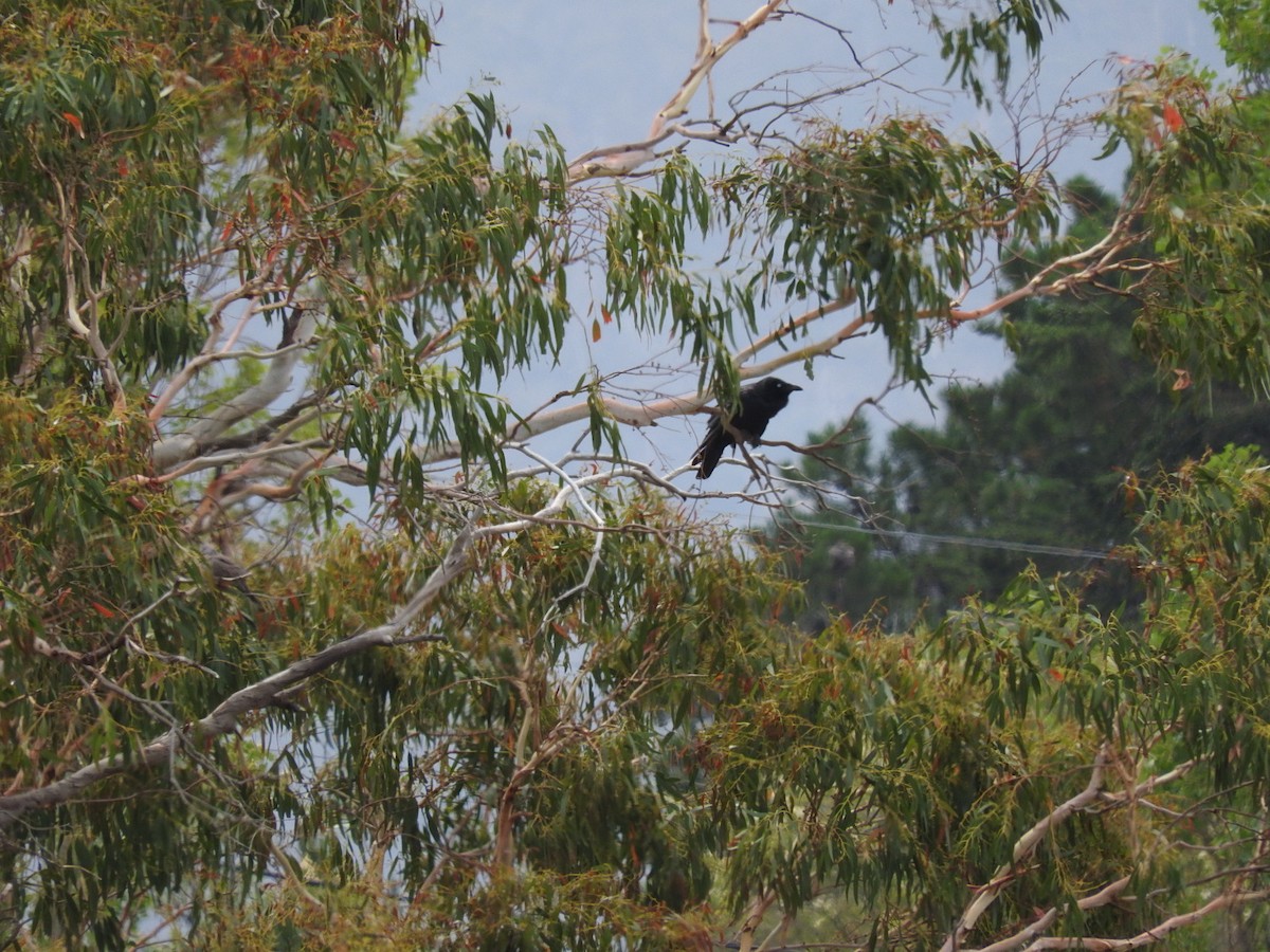 Cuervo de Tasmania - ML196887991