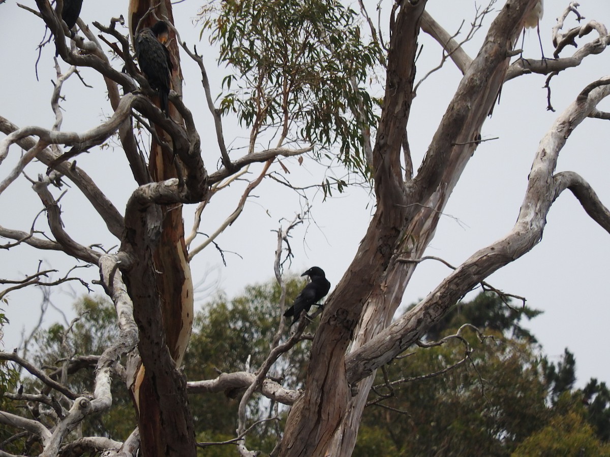 Cuervo de Tasmania - ML196888031