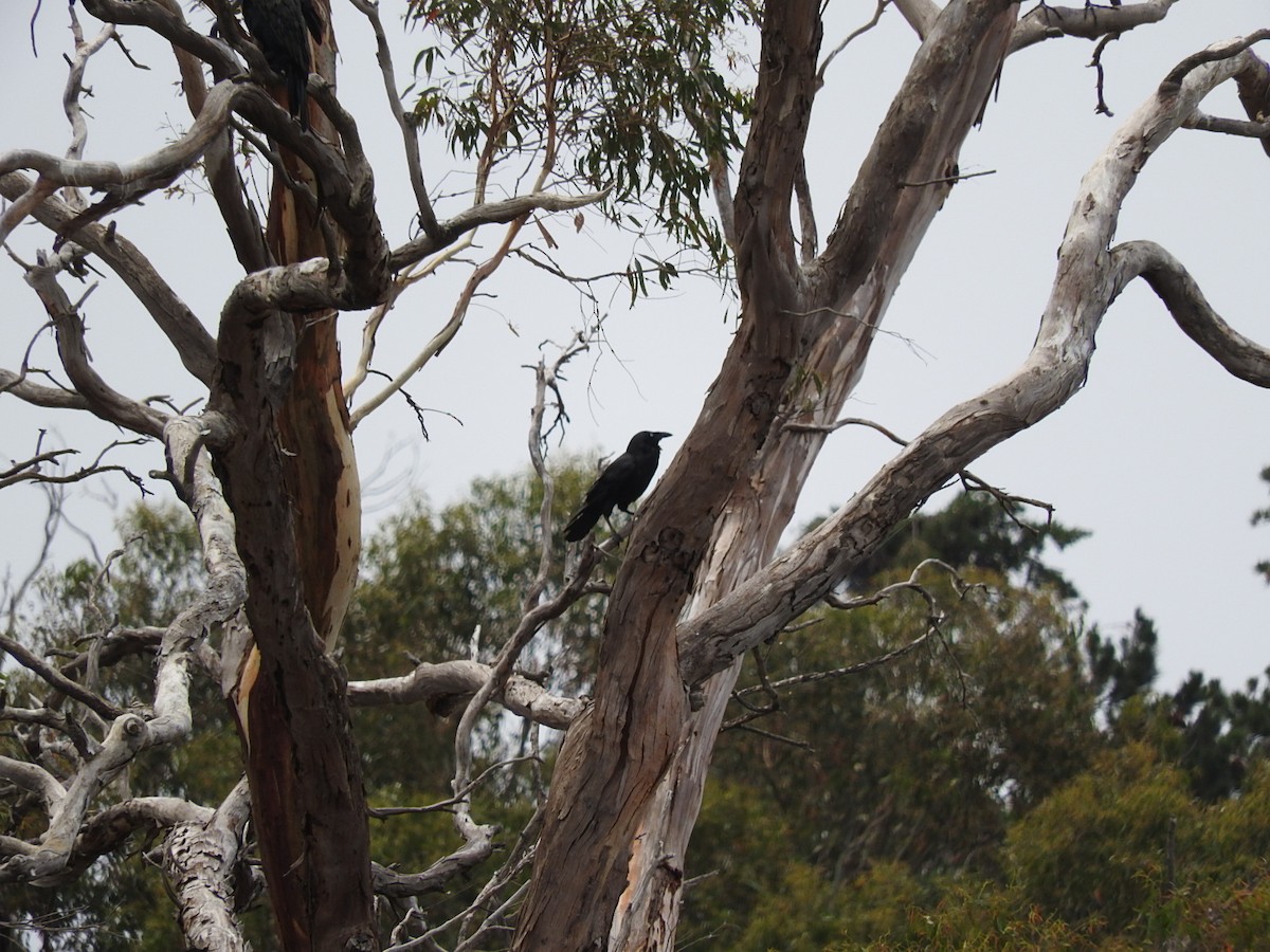 Cuervo de Tasmania - ML196888051