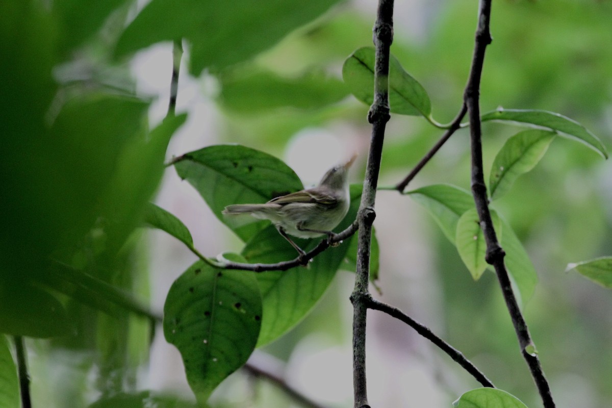 Island Leaf Warbler (Kai) - ML196888671
