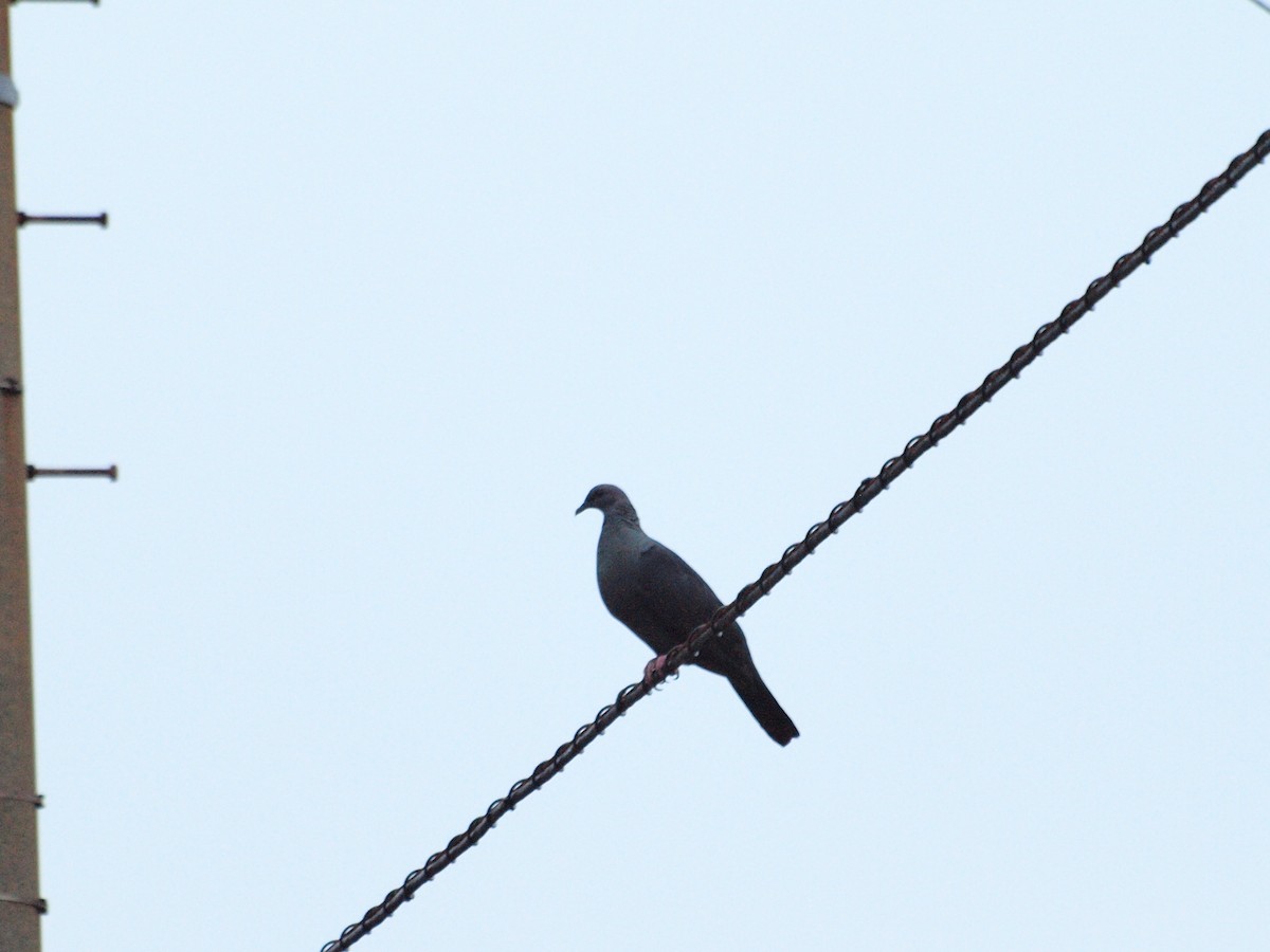 Black Wood-Pigeon - ML196891651