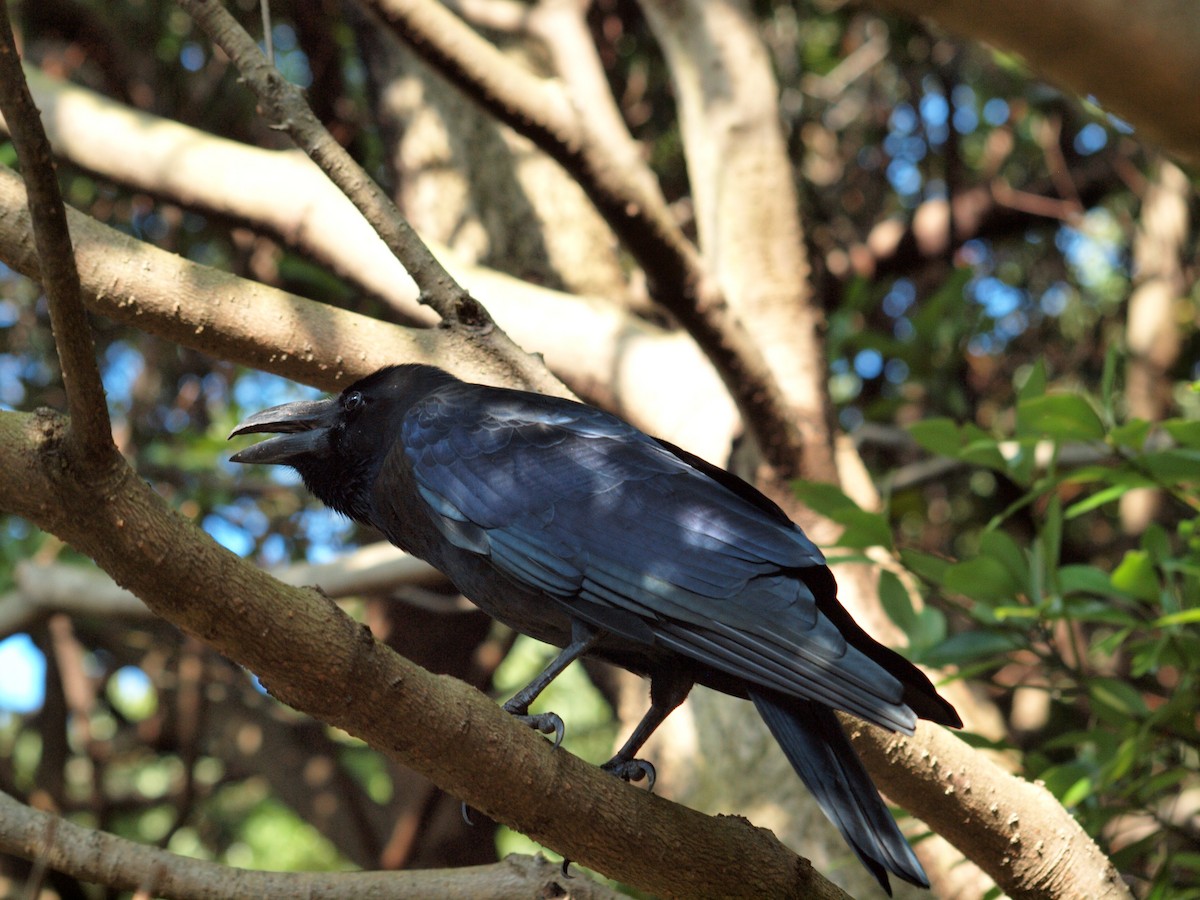 Large-billed Crow - ML196891711