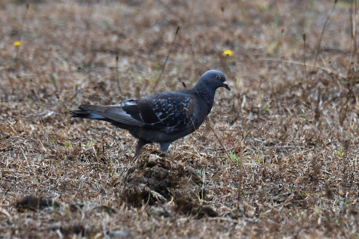 Rock Pigeon (Feral Pigeon) - Chris Munson