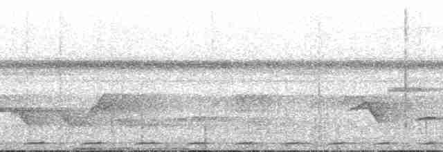 holub ametystový - ML196893