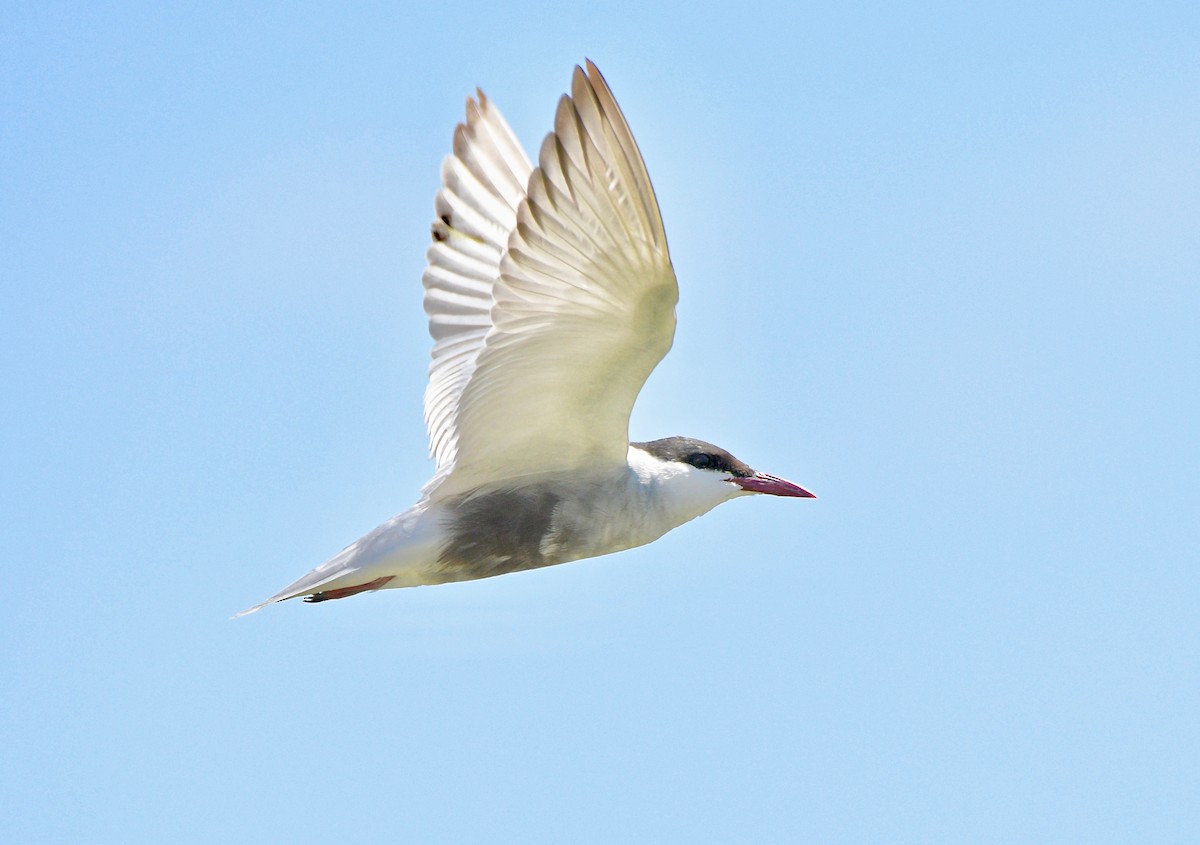 Whiskered Tern - Michael Daley