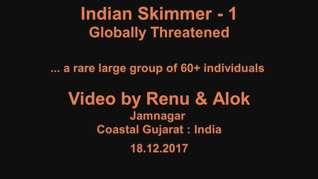 Indian Skimmer - ML196897751