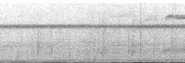 holub pásochvostý - ML196898