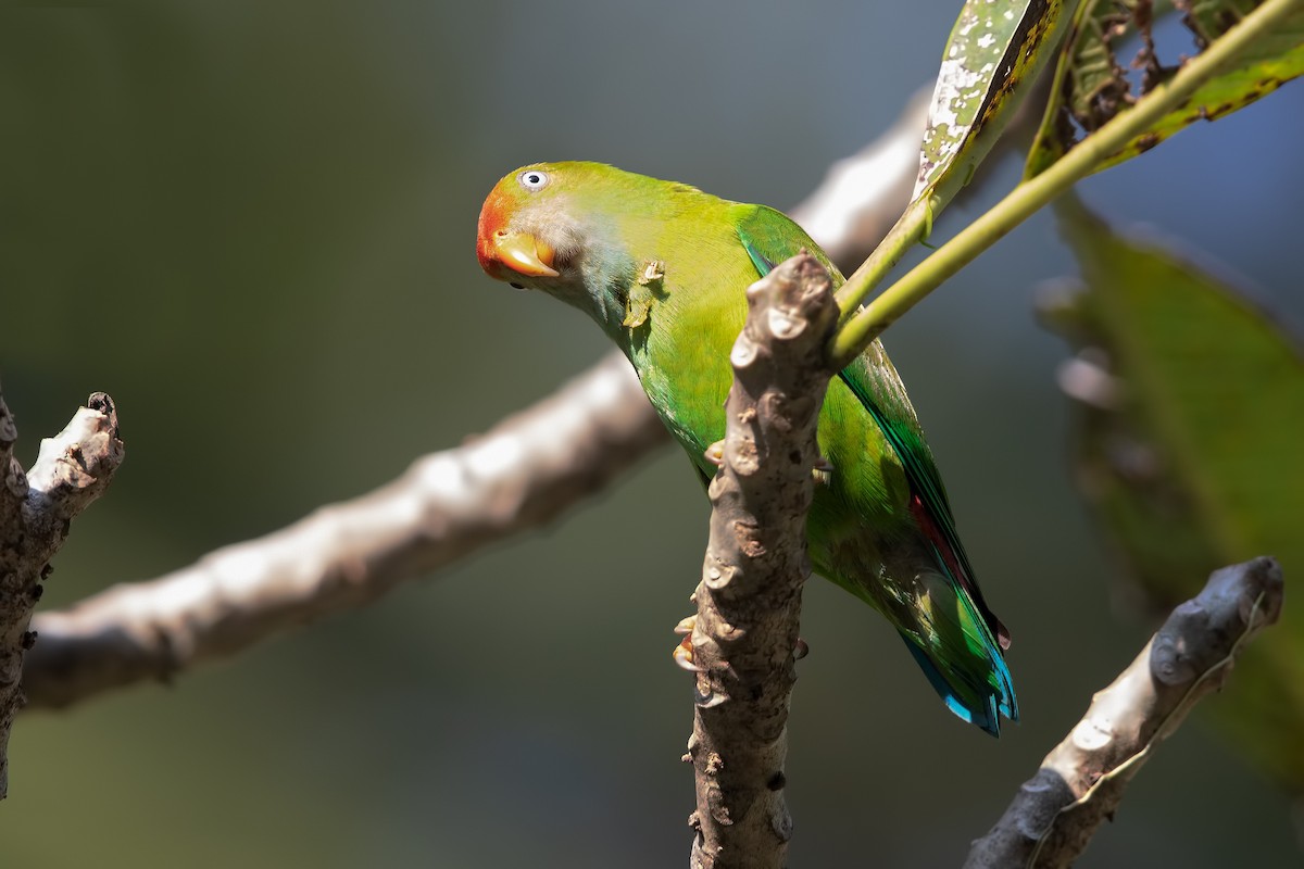 Sri Lanka Hanging-Parrot - Marco Valentini