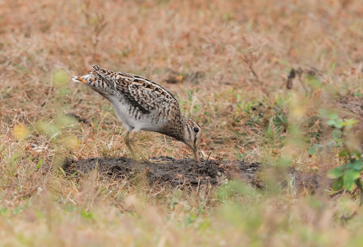 Pin-tailed Snipe - Marco Valentini