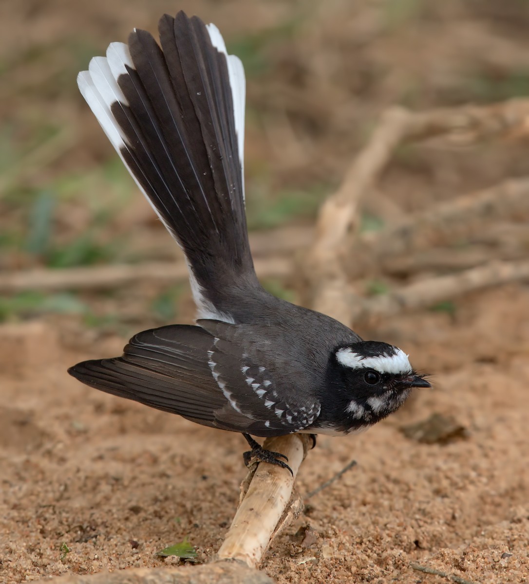 White-browed Fantail - ML196901091