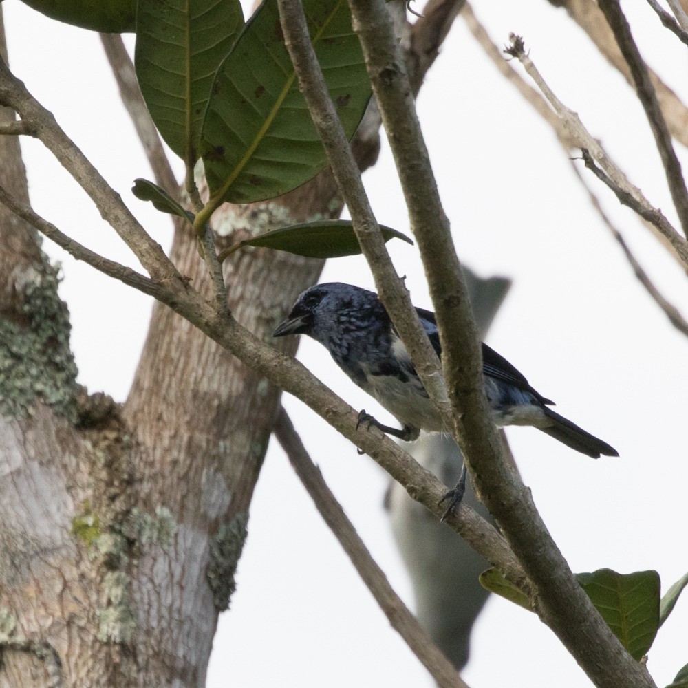 White-bellied Tanager - ML196903661