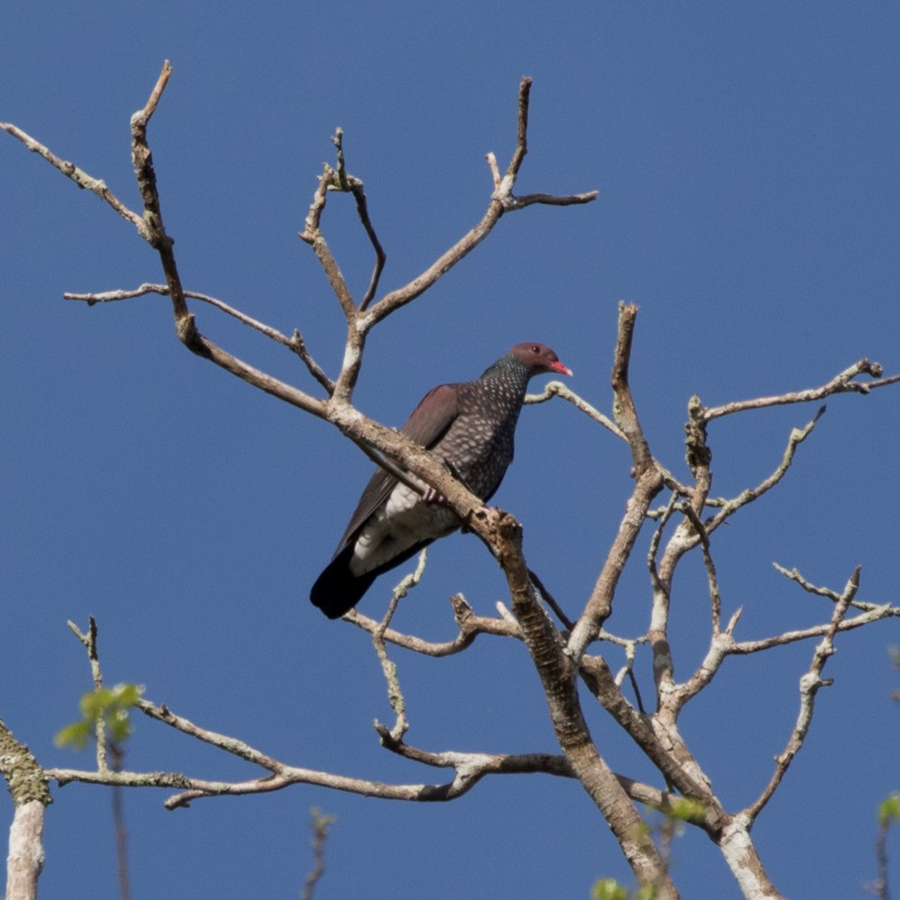 Scaled Pigeon - ML196904421