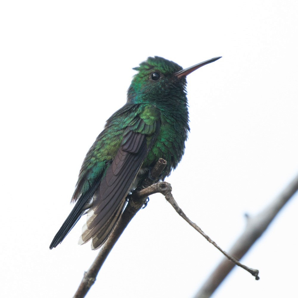 kolibřík modrobradý - ML196904451