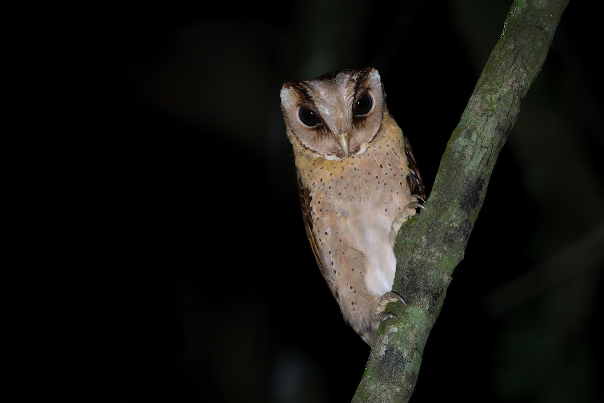Sri Lanka Bay-Owl - ML196904511