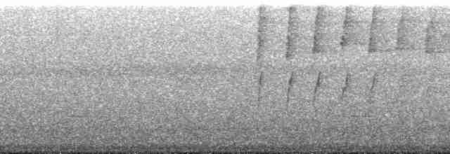 Синеголовая веерохвостка - ML196905