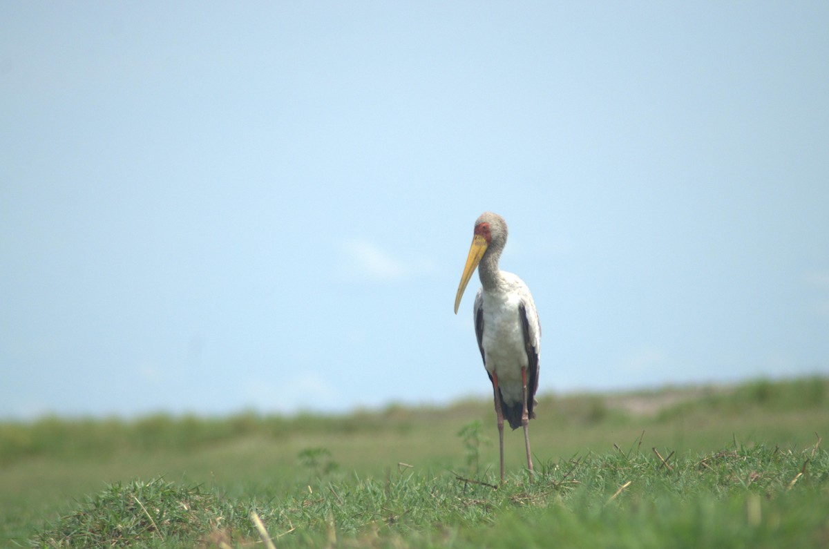 Yellow-billed Stork - ML196905591