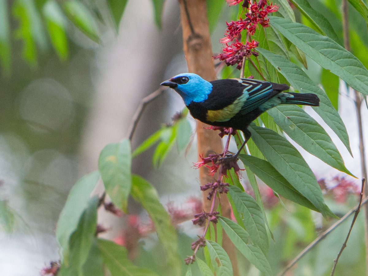 Blue-necked Tanager - ML196908271