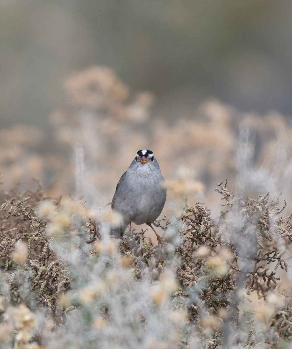 White-crowned Sparrow - ML196910941