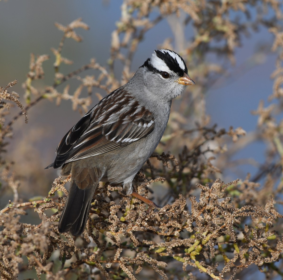 White-crowned Sparrow - ML196910951