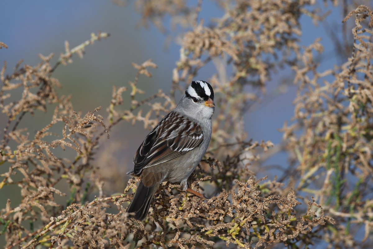 White-crowned Sparrow - ML196911001