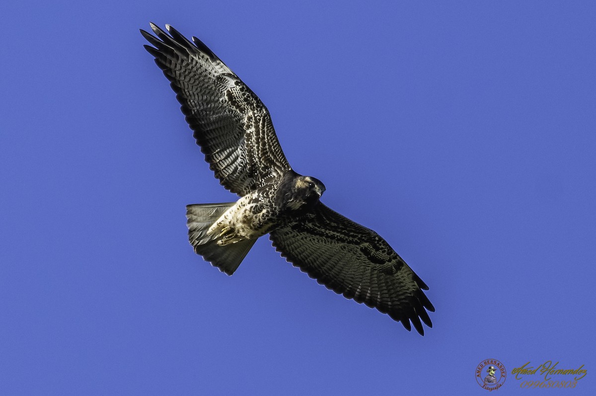 White-tailed Hawk - Amed Hernández