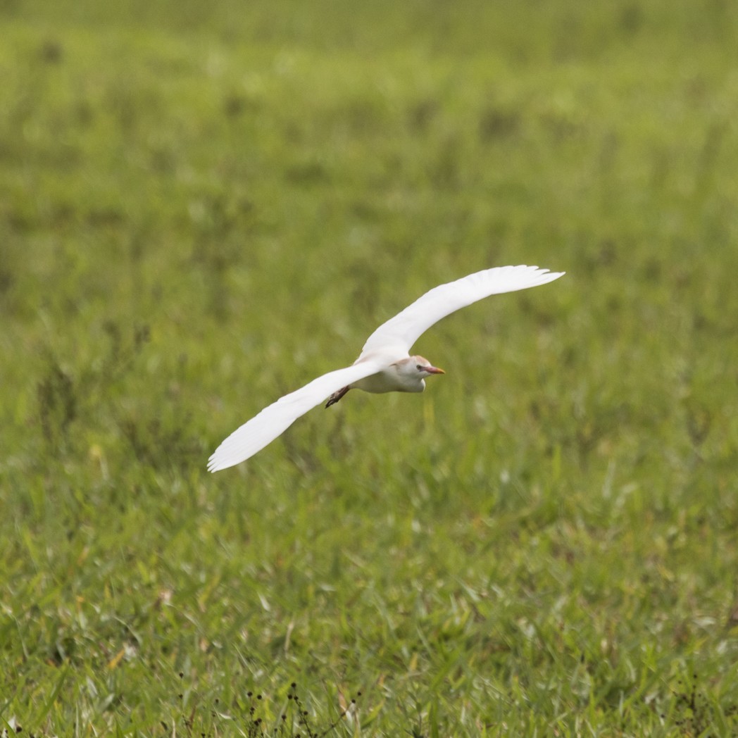 Western Cattle Egret - Silvia Faustino Linhares