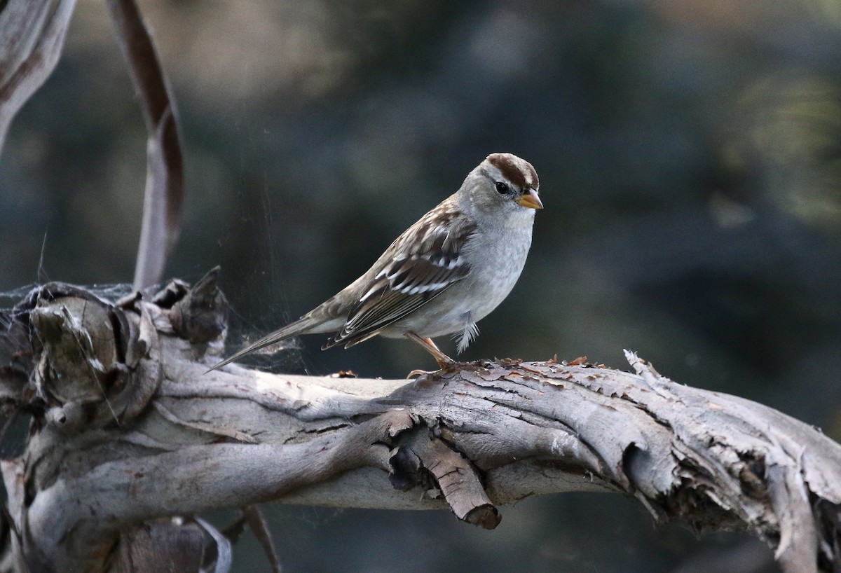 White-crowned Sparrow - John Bruin