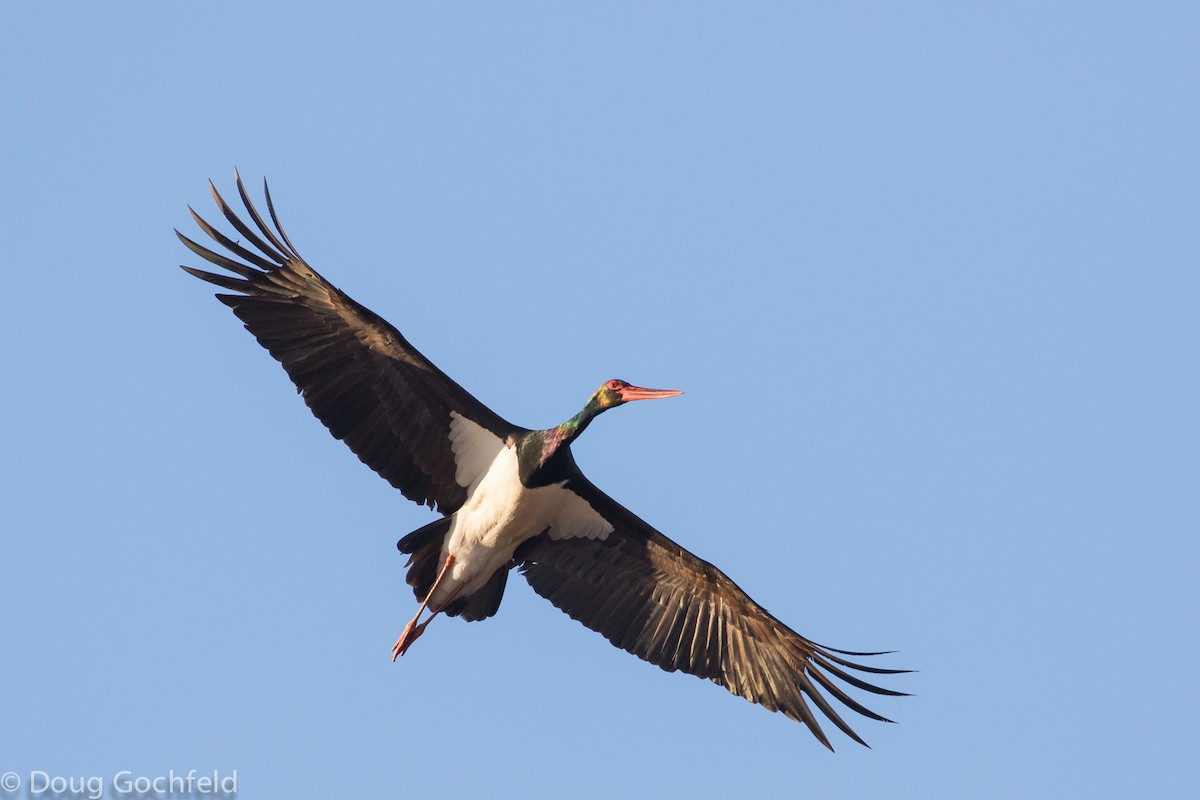 Black Stork - ML196920251