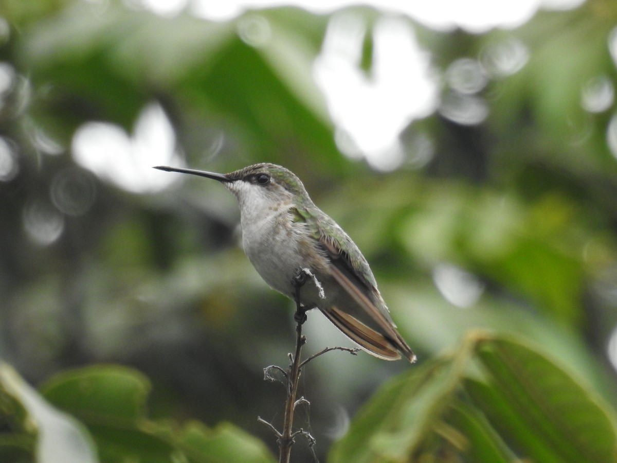 Ruby-throated Hummingbird - Oscar Suazo Ortega