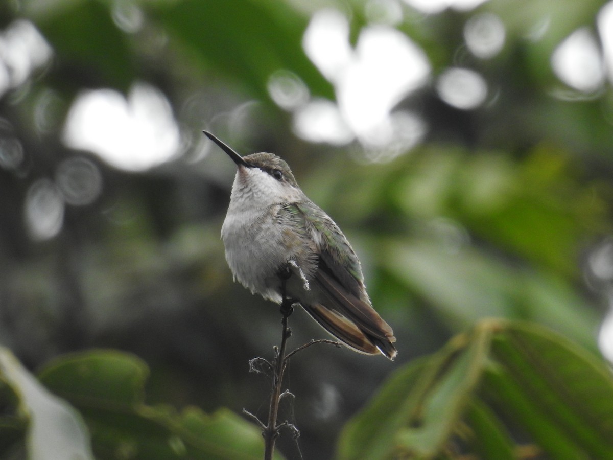 Ruby-throated Hummingbird - ML196924911